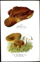 Antique mushroom print