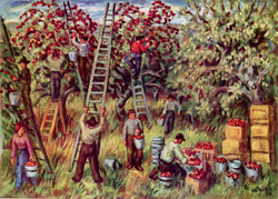 Apple Pickers