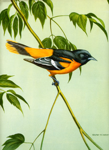 Baltimore Oriole