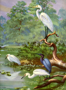 American Egret, Little Blue Heron (Adult and Young)