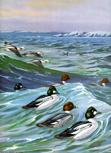 Old Squaws, Goldeneyes