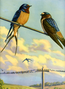 Cliff Swallow, Barn Swallow