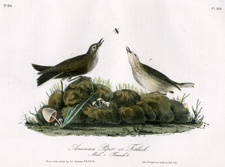 American Pipit or Titlark