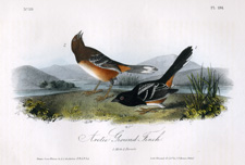 Arctic Ground Finch