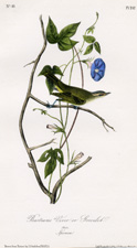 Bartram's Vireo or Greenlet