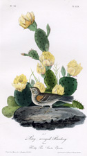 Bay-winged Bunting
