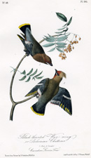 Black-throated 