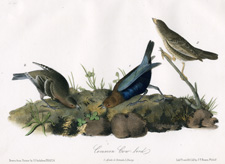 Common Cow-bird
