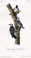 Red-cockaded Woodpecker