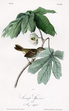 Swamp Sparrow