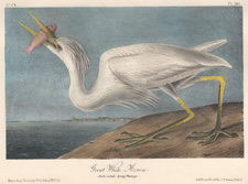Great White Heron