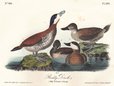 Ruddy duck