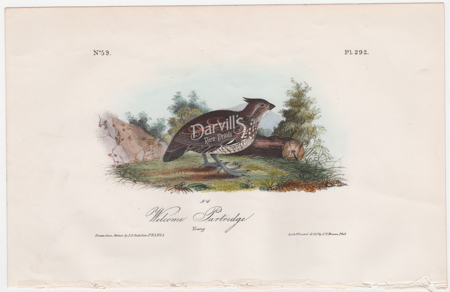 Eider Duck