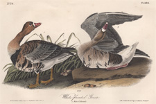 Snow Goose