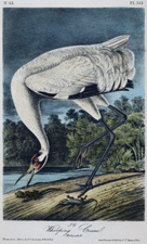 Whooping Crane