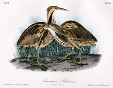 American Bittern