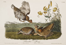 Pinnated Grouse Pl. 296