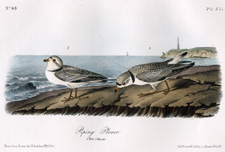 Piping Plover