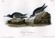 Purple Sandpiper