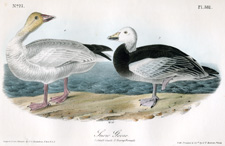 snow goose