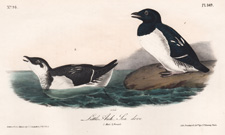 LIttle Auk Sea dove