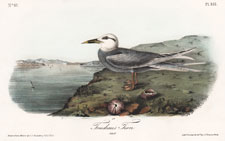 Trudeau's Tern