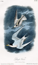 Least Tern