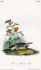 Missouri Meadow Lark