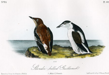 Slender-billed Guillemot