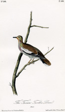 Texan Turtle Dove