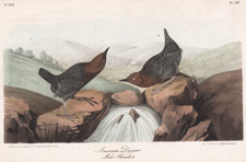 Western Bluebird