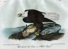 White-headed Sea Eagle or Bald Eagle