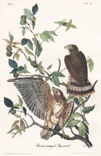 Broad-winged Buzzard
