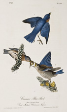 Western Bluebird