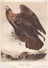 Golden Eagle