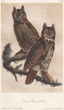 Great Horned Owl
