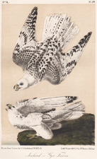 Iceland or Gyr Falcon