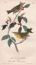 Nashville Swamp Warbler