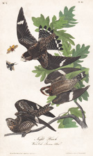 Night Hawk, Plate 43