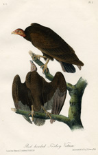Red-headed Turkey Vulture