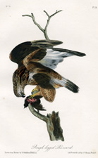 Rough-legged Buzzard