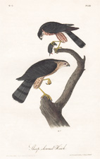 Sharp-shinned Hawk  Pl. 25
