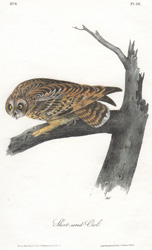 Short-eared Owl