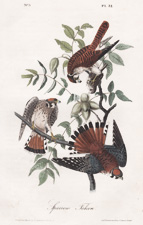 Sparrow Hawk