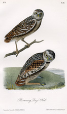 Burrowing Day-Owl