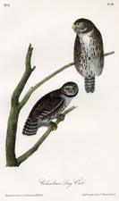 Columbian Day-Owl