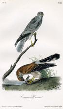 Common Harrier