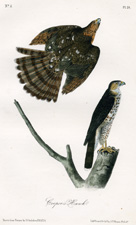 Cooper's Hawk