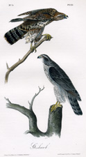 Goshawk