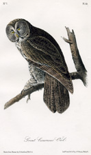 Great Cinereous Owl